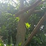 Ficus maxima Cortiza