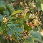 Schotia latifolia Flower