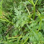 Seseli peucedanoides Hoja