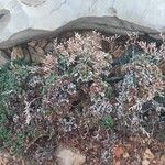 Limonium minutum Foglia