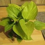 Philodendron hederaceum Blatt