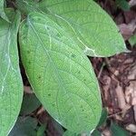 Dichapetalum lujae Hoja