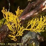 Arceuthobium azoricum その他の提案