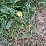 Lapsana communis 花