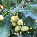Quercus robur Cvet