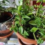 Peperomia glabella Ліст