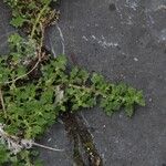 Dysphania pumilio Hoja