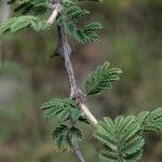 Mimosa aculeaticarpa Hoja
