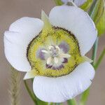 Calochortus gunnisonii Λουλούδι