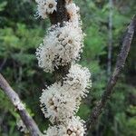 Pycnandra sessiliflora