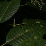 Palicourea angustiflora