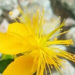 Hypericum balearicum 花