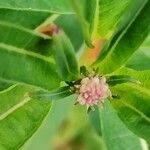 Alternanthera philoxeroides Flower