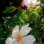 Rosa arvensis 花