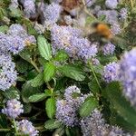 Ceanothus thyrsiflorusBlomma