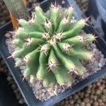 Ferocactus pilosus Ліст