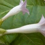 Nicotiana tabacum Blomma