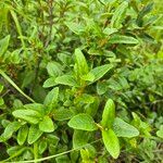 Shepherdia canadensis Leaf