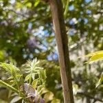 Wisteria floribunda 樹皮