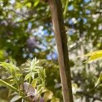 Wisteria floribunda Bark