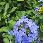 Plumbago auriculata Flower