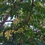 Ailanthus altissima Folha