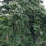 Oxydendrum arboreum Habitus