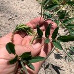 Indigofera hochstetteri Blad