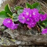 Primula hirsuta Květ