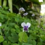 Viola hederacea Çiçek