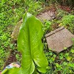 Calla palustris Blad