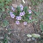 Viola rostrata Flower