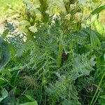 Pedicularis comosa Blomst