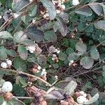 Symphoricarpos albus 整株植物