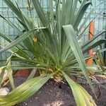 Beschorneria yuccoides Habit
