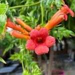 Campsis radicansFlower