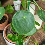 Peperomia polybotrya Levél