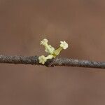 Pleiocarpa pycnantha Flower