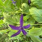 Vinca herbacea Flor