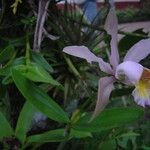 Cattleya forbesii Hábito