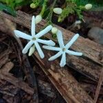 Jasminum fluminense Flower