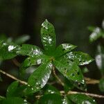 Amphitecna gentryi Hoja