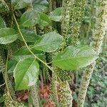 Itea ilicifolia Ліст