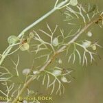 Utricularia ochroleuca Other