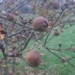 Crataegus germanica Fruit