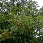 Lonchocarpus ferrugineus Hábito