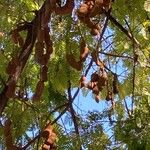 Tamarindus indica Fruit