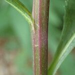 Senecio cacaliaster Bark