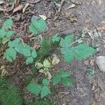Rubus spectabilis Leht