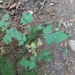 Rubus spectabilis Листок